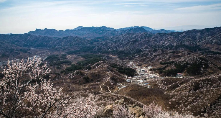 【北京一周一山·大北梁】大北梁的春日秘境：穿越大北梁山脊线，徜徉于花海之中~