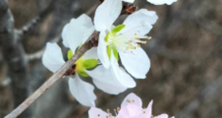 【北京一周一山·大北梁】大北梁的春日秘境：穿越大北梁山脊线，徜徉于花海之中~