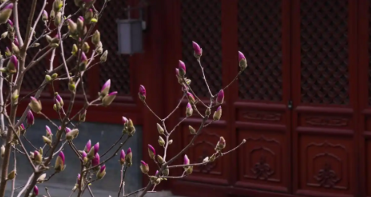 【北京一周一山·大觉寺】会员周限量尊享9.9元丨大觉寺徒步踏青赏花丨山寺桃花始盛开，漫步古寺山林，寻访京西春日~