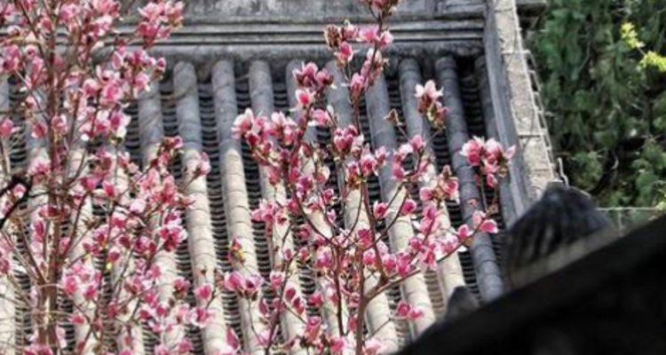【北京一周一山·大觉寺】会员周限量尊享9.9元丨大觉寺徒步踏青赏花丨山寺桃花始盛开，漫步古寺山林，寻访京西春日~