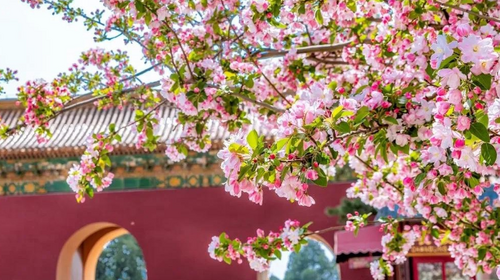 【北京一周一山·明十三陵】春日盛景与古建静谧之美丨春光明媚，踏青赏花，春游十三陵，一片春意盎然~