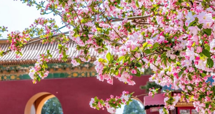 【北京一周一山·明十三陵】春日盛景与古建静谧之美丨春光明媚，踏青赏花，春游十三陵，一片春意盎然~