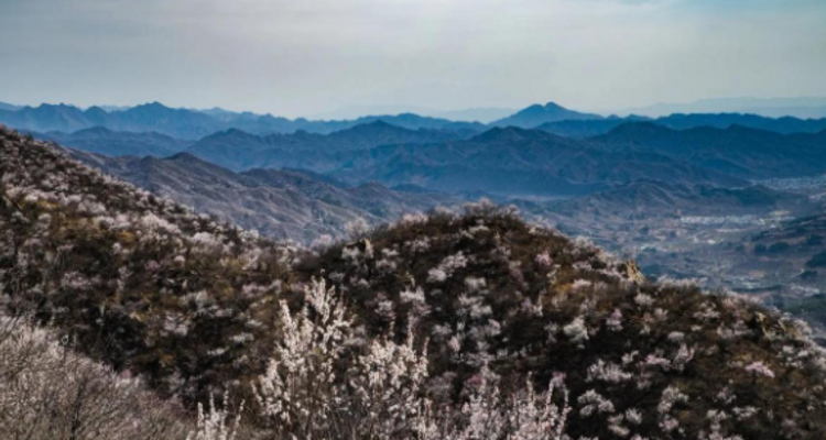 【北京一周一山·大北梁】大北梁的春日秘境：穿越大北梁山脊线，徜徉于花海之中~