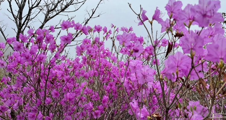 【北京一周一山·大北梁】大北梁的春日秘境：穿越大北梁山脊线，徜徉于花海之中~
