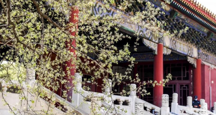 【北京一周一山·明十三陵】春日盛景与古建静谧之美丨春光明媚，踏青赏花，春游十三陵，一片春意盎然~