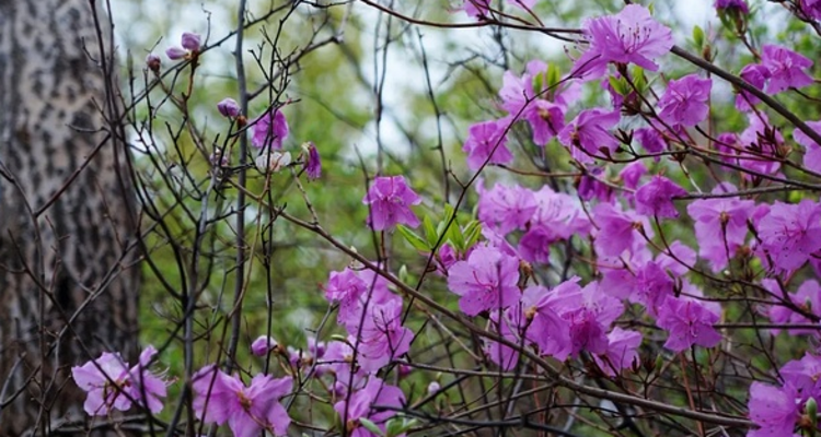 【北京一周一山·大北梁】大北梁的春日秘境：穿越大北梁山脊线，徜徉于花海之中~