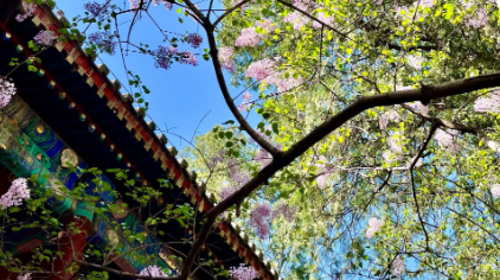 【北京一周一山·大觉寺】早鸟优惠来袭丨北京徒步圣地·大觉寺：千年古刹旁的“三峰环穿”与“绿野仙踪” ‌+徒步、访古、观景一站式周末体验 ~