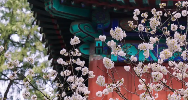 【北京一周一山·大觉寺】会员周限量尊享9.9元丨大觉寺徒步踏青赏花丨山寺桃花始盛开，漫步古寺山林，寻访京西春日~