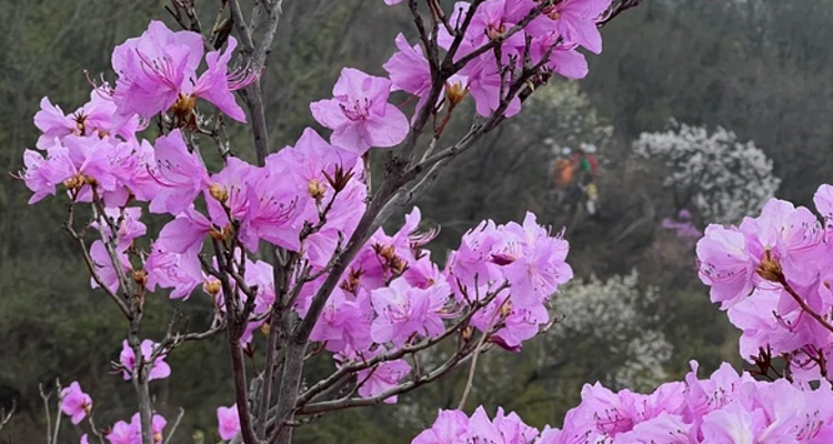 【北京一周一山·大北梁】大北梁的春日秘境：穿越大北梁山脊线，徜徉于花海之中~