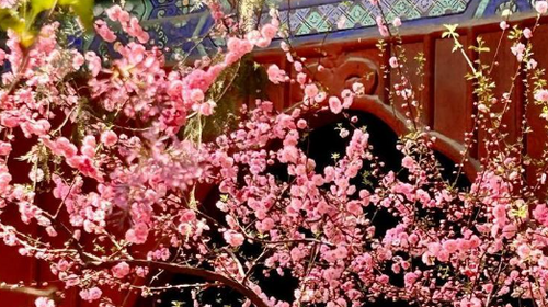 【北京一周一山·大觉寺】大觉寺徒步踏青赏花丨山寺桃花始盛开，漫步古寺山林，寻访京西春日~