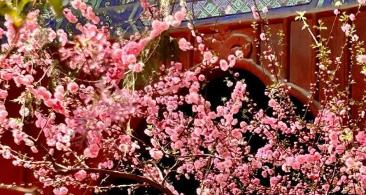 【北京一周一山·大觉寺】会员周限量尊享9.9元丨大觉寺徒步踏青赏花丨山寺桃花始盛开，漫步古寺山林，寻访京西春日~