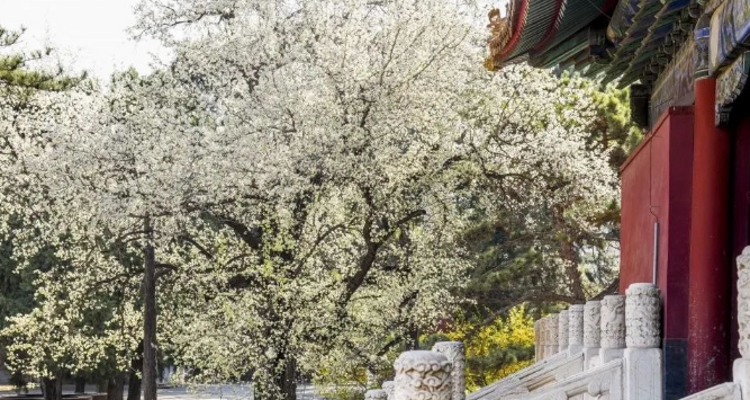 【北京一周一山·明十三陵】春日盛景与古建静谧之美丨春光明媚，踏青赏花，春游十三陵，一片春意盎然~