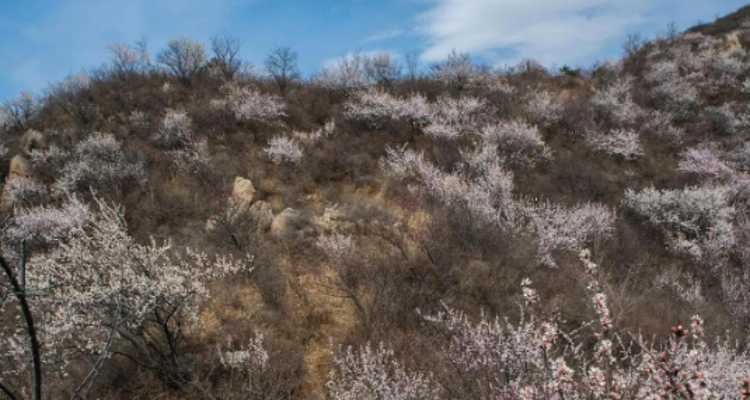 【北京一周一山·大北梁】大北梁的春日秘境：穿越大北梁山脊线，徜徉于花海之中~