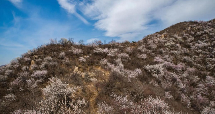 【北京一周一山·大北梁】大北梁的春日秘境：穿越大北梁山脊线，徜徉于花海之中~