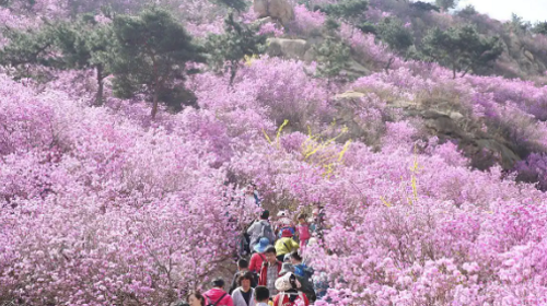 【北京一周一山·大北梁】大北梁的春日秘境：穿越大北梁山脊线，徜徉于花海之中~