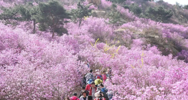 【北京一周一山·大北梁】大北梁的春日秘境：穿越大北梁山脊线，徜徉于花海之中~