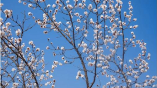 【北京一周一山·大北梁】大北梁的春日秘境：穿越大北梁山脊线，徜徉于花海之中~