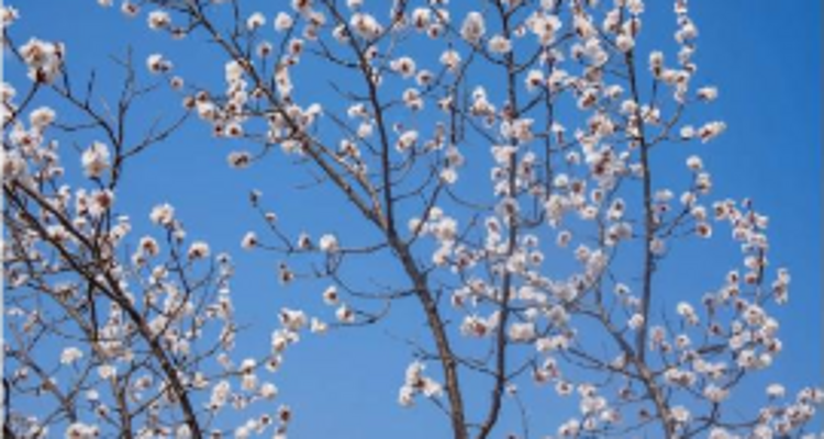 【北京一周一山·大北梁】大北梁的春日秘境：穿越大北梁山脊线，徜徉于花海之中~