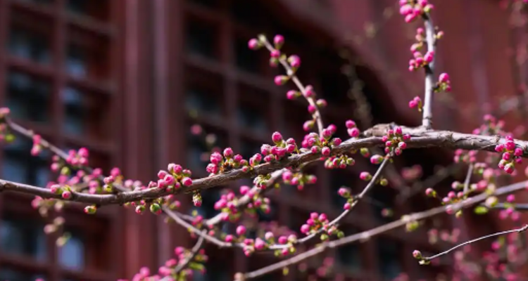 【北京一周一山·大觉寺】会员周限量尊享9.9元丨大觉寺徒步踏青赏花丨山寺桃花始盛开，漫步古寺山林，寻访京西春日~
