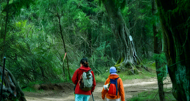 【徒步华夏第二十五站 · 古蜀道站】成都+普安镇+南线（小垭子-断碑梁）+西线（拦马墙-普安镇)+北线(普安镇-抄手铺-汉阳镇)+翠云廊景区+剑阁县+剑门关(鸟道)+昭化古城+皇泽寺+千佛崖+28人品质徒步团