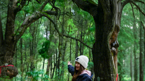 【行走蜀道·人文古道5日】成都+普安镇+南线（小垭子-断碑梁）+西线（拦马墙-普安镇)+北线(普安镇-抄手铺-汉阳镇)+翠云廊景区+剑阁县+剑门关(鸟道)+昭化古城+皇泽寺+千佛崖+28人品质徒步团