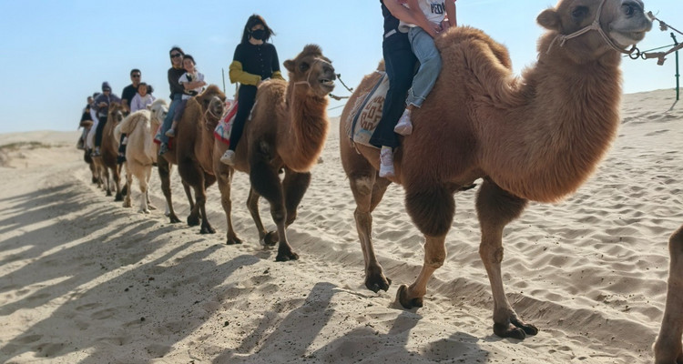 【一生必看！华子鱼洄游4日】穿越北疆风景大道+观华子鱼洄游生命奇迹+赏达里湖日落+塞尔达美景大青山+畅玩布日敦沙漠+美林谷+户外纯玩+38人舒适团~