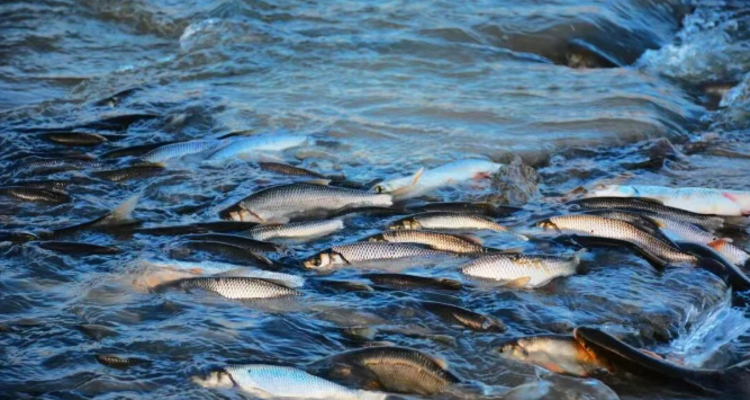 【一生必看！华子鱼洄游4日】穿越北疆风景大道+观华子鱼洄游生命奇迹+赏达里湖日落+塞尔达美景大青山+畅玩布日敦沙漠+美林谷+户外纯玩+38人舒适团~