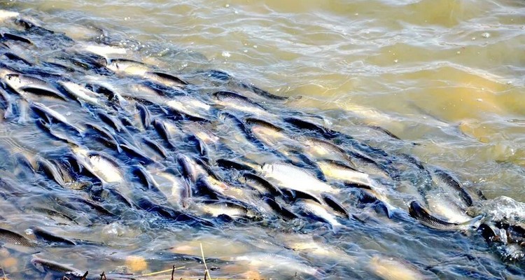 【一生必看！华子鱼洄游4日】穿越北疆风景大道+观华子鱼洄游生命奇迹+赏达里湖日落+塞尔达美景大青山+畅玩布日敦沙漠+美林谷+户外纯玩+38人舒适团~