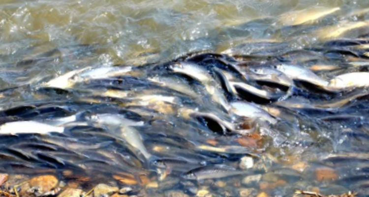 【一生必看！华子鱼洄游4日】穿越北疆风景大道+观华子鱼洄游生命奇迹+赏达里湖日落+塞尔达美景大青山+畅玩布日敦沙漠+美林谷+户外纯玩+38人舒适团~