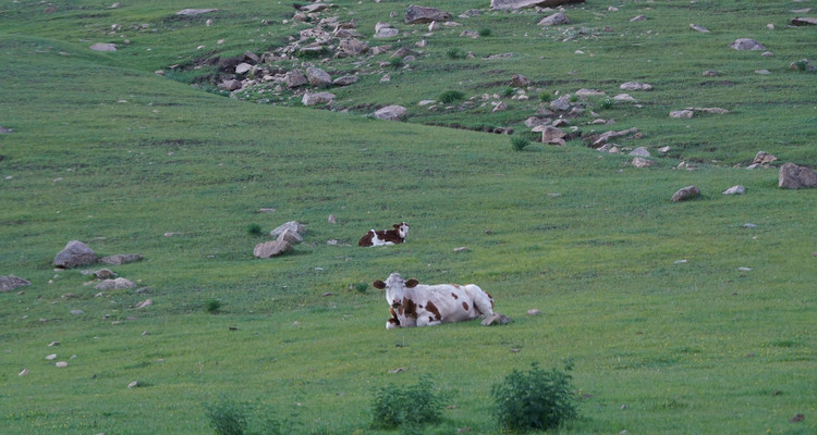 【一生必看！华子鱼洄游4日】穿越北疆风景大道+观华子鱼洄游生命奇迹+赏达里湖日落+塞尔达美景大青山+畅玩布日敦沙漠+美林谷+户外纯玩+38人舒适团~