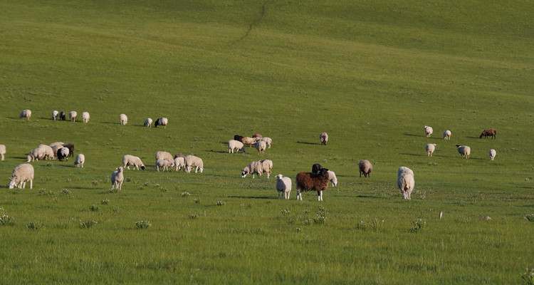 【一生必看！华子鱼洄游4日】穿越北疆风景大道+观华子鱼洄游生命奇迹+赏达里湖日落+塞尔达美景大青山+畅玩布日敦沙漠+美林谷+户外纯玩+38人舒适团~
