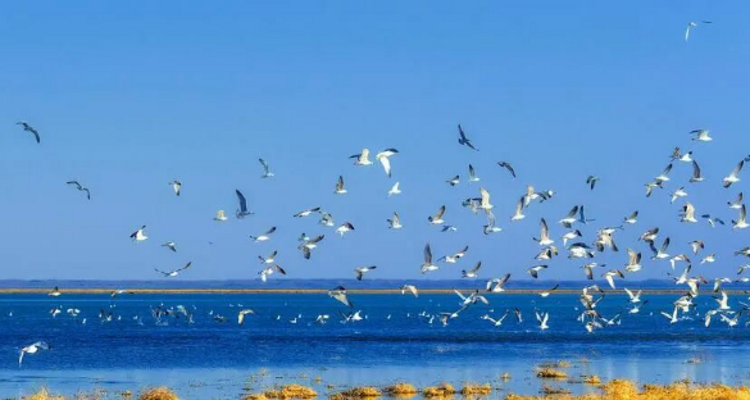 【一生必看！华子鱼洄游4日】穿越北疆风景大道+观华子鱼洄游生命奇迹+赏达里湖日落+塞尔达美景大青山+畅玩布日敦沙漠+美林谷+户外纯玩+38人舒适团~