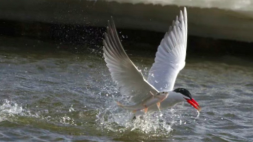 【五一·克旗全景5日】达达线+美林谷+康宁寺+玉龙沙湖沙漠畅游+达里湖华子鱼洄游与候鸟迁徙+乌兰布统+越野车穿越+多i伦湖+深度5日游！