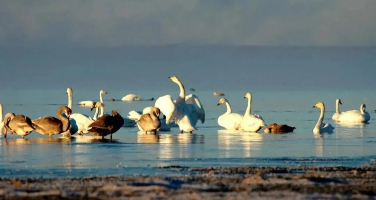 【一生必看！华子鱼洄游4日】穿越北疆风景大道+观华子鱼洄游生命奇迹+赏达里湖日落+塞尔达美景大青山+畅玩布日敦沙漠+美林谷+户外纯玩+38人舒适团~