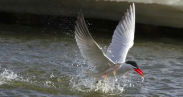 【一生必看！华子鱼洄游4日】穿越北疆风景大道+观华子鱼洄游生命奇迹+赏达里湖日落+塞尔达美景大青山+畅玩布日敦沙漠+美林谷+户外纯玩+38人舒适团~