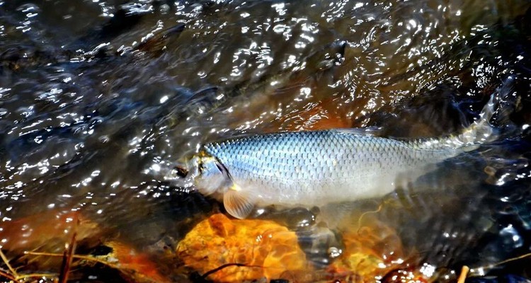 【一生必看！华子鱼洄游4日】穿越北疆风景大道+观华子鱼洄游生命奇迹+赏达里湖日落+塞尔达美景大青山+畅玩布日敦沙漠+美林谷+户外纯玩+38人舒适团~