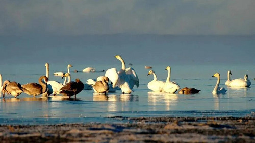 【五一·克旗全景5日】达达线+美林谷+康宁寺+玉龙沙湖沙漠畅游+达里湖华子鱼洄游与候鸟迁徙+乌兰布统+越野车穿越+多i伦湖+深度5日游！