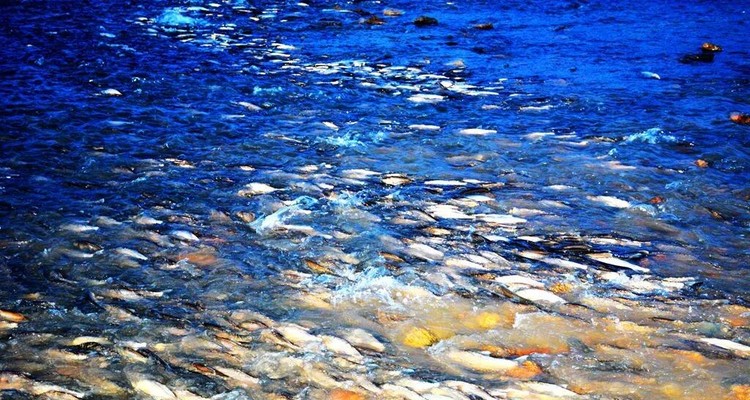 【一生必看！华子鱼洄游4日】穿越北疆风景大道+观华子鱼洄游生命奇迹+赏达里湖日落+塞尔达美景大青山+畅玩布日敦沙漠+美林谷+户外纯玩+38人舒适团~