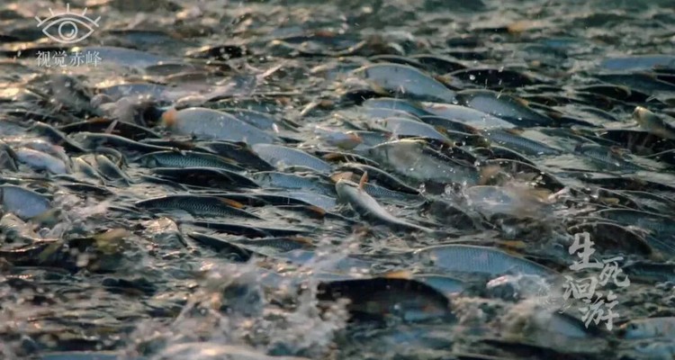 【一生必看！华子鱼洄游4日】穿越北疆风景大道+观华子鱼洄游生命奇迹+赏达里湖日落+塞尔达美景大青山+畅玩布日敦沙漠+美林谷+户外纯玩+38人舒适团~