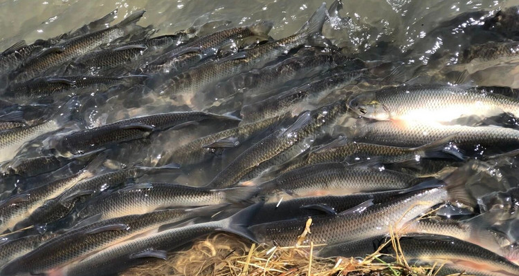 【一生必看！华子鱼洄游4日】穿越北疆风景大道+观华子鱼洄游生命奇迹+赏达里湖日落+塞尔达美景大青山+畅玩布日敦沙漠+美林谷+户外纯玩+38人舒适团~