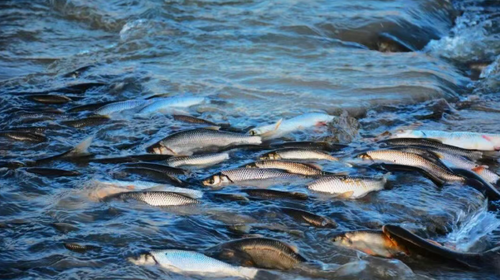 【五一·克旗全景5日】达达线+美林谷+康宁寺+玉龙沙湖沙漠畅游+达里湖华子鱼洄游与候鸟迁徙+乌兰布统+越野车穿越+多i伦湖+深度5日游！