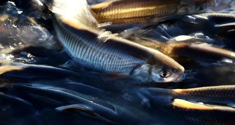 【一生必看！华子鱼洄游4日】穿越北疆风景大道+观华子鱼洄游生命奇迹+赏达里湖日落+塞尔达美景大青山+畅玩布日敦沙漠+美林谷+户外纯玩+38人舒适团~