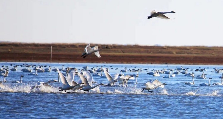 【一生必看！华子鱼洄游4日】穿越北疆风景大道+观华子鱼洄游生命奇迹+赏达里湖日落+塞尔达美景大青山+畅玩布日敦沙漠+美林谷+户外纯玩+38人舒适团~