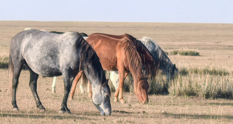 【一生必看！华子鱼洄游4日】穿越北疆风景大道+观华子鱼洄游生命奇迹+赏达里湖日落+塞尔达美景大青山+畅玩布日敦沙漠+美林谷+户外纯玩+38人舒适团~