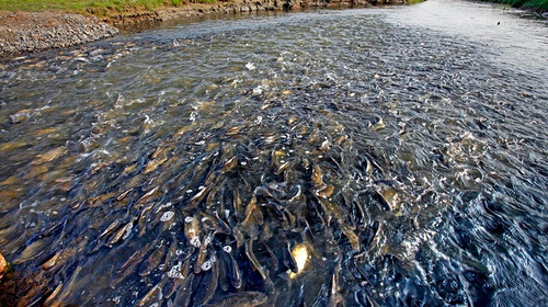 【五一·克旗全景5日】达达线+美林谷+康宁寺+玉龙沙湖沙漠畅游+达里湖华子鱼洄游与候鸟迁徙+乌兰布统+越野车穿越+多i伦湖+深度5日游！