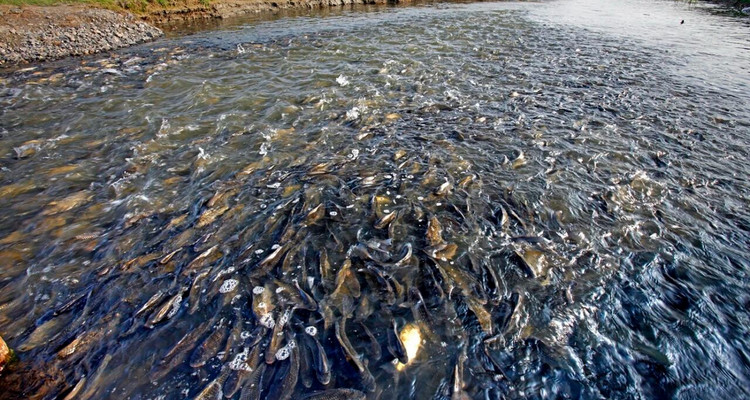 【一生必看！华子鱼洄游4日】穿越北疆风景大道+观华子鱼洄游生命奇迹+赏达里湖日落+塞尔达美景大青山+畅玩布日敦沙漠+美林谷+户外纯玩+38人舒适团~