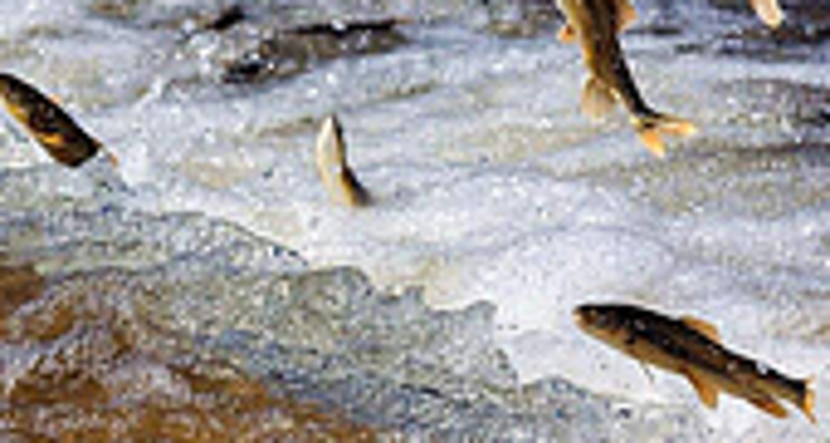 【一生必看！华子鱼洄游4日】穿越北疆风景大道+观华子鱼洄游生命奇迹+赏达里湖日落+塞尔达美景大青山+畅玩布日敦沙漠+美林谷+户外纯玩+38人舒适团~