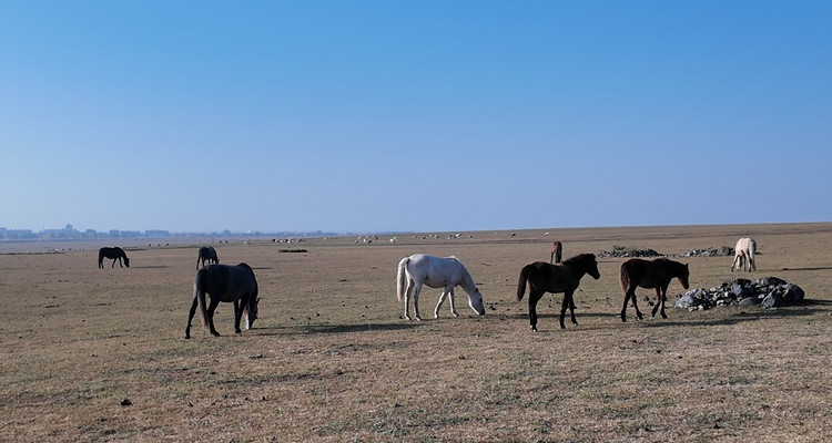 【一生必看！华子鱼洄游4日】穿越北疆风景大道+观华子鱼洄游生命奇迹+赏达里湖日落+塞尔达美景大青山+畅玩布日敦沙漠+美林谷+户外纯玩+38人舒适团~