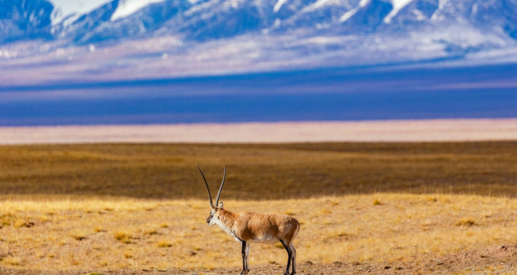 【遇见西北 · 大环线10日】西宁+青海湖骑行+黑马河+茶卡盐湖日落+德令哈+察尔汗盐湖+可可西里+昆仑神泉+玉珠峰+水上雅丹+西台吉乃尔湖+莫高窟+鸣沙山月牙泉日落+嘉峪关长城+张掖+七彩丹霞日落祁连山草原+门源油菜花+2-8人小包团