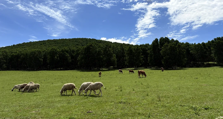 【行走草原Plus6日】赤峰+乌兰布统+大青山徒步+黄岗梁徒步+越野穿越热阿线达达线+花咕噜台+琪琪格湖+葫芦诺日+公主湖+白桦林+金山岭长城+28人精品徒步团